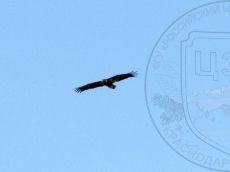 Haliaetus-albicilla_1